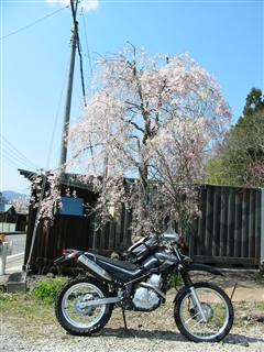 セロー250と桜