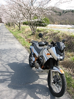 桜とKLE500。この画像は2006年4月に撮ったものです。