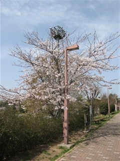 関越道高坂ＳＡの桜