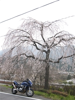 CB1300SBと桜