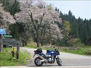 桜とCB1300SB