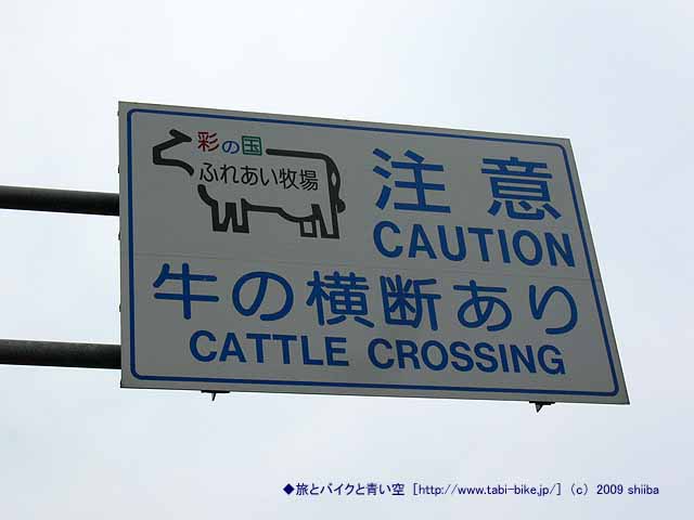 mp0907-cow-crossing.jpg